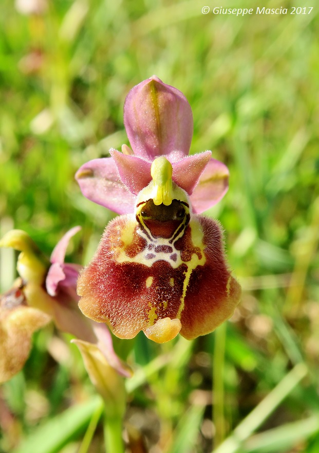 Ophrys parvimaculata x Ophrys tardans